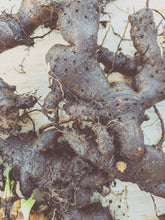 Load image into Gallery viewer, Nectarium. F/W 2026 natural perfume. spontaneously fermented Crème Brûlée mango · Japanese Purple Leaf Honeysuckle enfleurage · Chin Shin Oolong flower enfleurage · aged Ali Shan Jin Xuan · woodland bee pollen · Iris pallida orris · sandalwood · musk
