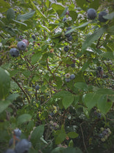 Load image into Gallery viewer, Blueberry Absolute — Spontaneous Fermentation of Estate Grown Organic Vermont Blueberries from 45 Year Old Bushes. Late summer 2026 harvest.