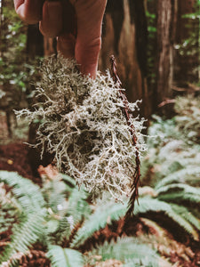 Moss Northwest. natural perfume. giant ferns, moss, fungi, ocean. damp usnea, mushroom umbrellas, spores, emerald carpet, earth anemones. November 2023