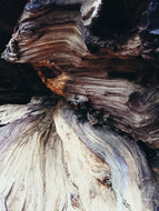 Saltwood Coast. natural perfume. salt, cedar, petrichor, cypress, blue foam and sea vegetables August 2023