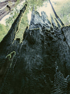 Moss Northwest. natural perfume. giant ferns, moss, fungi, ocean. damp usnea, mushroom umbrellas, spores, emerald carpet, earth anemones. November 2023