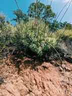 Wild White Sage Absolute (Salvia apiana)