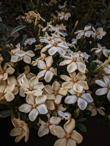 Folklore. Gardenia Jasminoides Enfleurage by Cultivar. Rare. Pineapple, milk froth, star jasmine, meadow grasses. September 2022