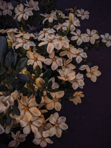 Folklore. Gardenia Jasminoides Enfleurage by Cultivar. Rare. Pineapple, milk froth, star jasmine, meadow grasses.