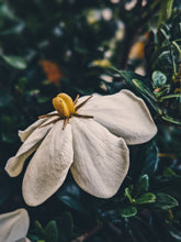 Load image into Gallery viewer, Folklore. Gardenia Jasminoides Enfleurage by Cultivar. Rare. Pineapple, milk froth, star jasmine, meadow grasses. September 2022