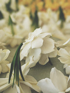 Bridal. Gardenia Jasminoides Enfleurage by Cultivar. Rare. Creamy-fruity notes, apple banana, cherimoya/custard apple, Formosa lily (Lilium formosanum), kiwifruit, snapdragons. April 2025