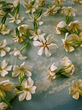 Load image into Gallery viewer, Folklore. Gardenia Jasminoides Enfleurage by Cultivar. Rare. Pineapple, milk froth, star jasmine, meadow grasses. September 2022