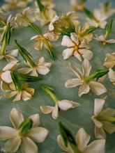Load image into Gallery viewer, Folklore. Gardenia Jasminoides Enfleurage by Cultivar. Rare. Pineapple, milk froth, star jasmine, meadow grasses.