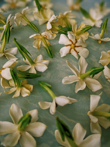 Folklore. Gardenia Jasminoides Enfleurage by Cultivar. Rare. Pineapple, milk froth, star jasmine, meadow grasses. September 2022
