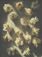 Load image into Gallery viewer, Chalice. Gardenia Jasminoides Enfleurage by Cultivar. Rare. Cotton, linen, fresh notes, green coconut scent of black fig leaves, rice milk, crushed raw sweet almonds. April 2025