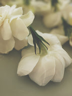 Chalice. Gardenia Jasminoides Enfleurage by Cultivar. Rare. Cotton, linen, fresh notes, green coconut scent of black fig leaves, rice milk, crushed raw sweet almonds. April 2025