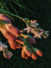 Load image into Gallery viewer, Londonflower. natural perfume. tuberose, gardenia, vanilla. April 2024