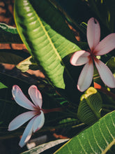 Load image into Gallery viewer, Plumeria Soliflore. natural perfume. Single note frangipani scent. In house extractions of Plumeria alba, obtusa, pudica, and rubra. September 2024