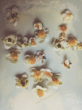 Load image into Gallery viewer, Nectarium. F/W 2026 natural perfume. spontaneously fermented Crème Brûlée mango · Japanese Purple Leaf Honeysuckle enfleurage · Chin Shin Oolong flower enfleurage · aged Ali Shan Jin Xuan · woodland bee pollen · Iris pallida orris · sandalwood · musk