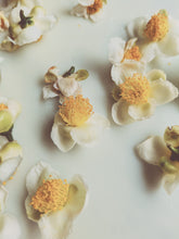 Load image into Gallery viewer, Nectarium. F/W 2026 natural perfume. spontaneously fermented Crème Brûlée mango · Japanese Purple Leaf Honeysuckle enfleurage · Chin Shin Oolong flower enfleurage · aged Ali Shan Jin Xuan · woodland bee pollen · Iris pallida orris · sandalwood · musk