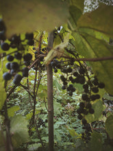 Load image into Gallery viewer, Osceola Muscat Woodland. F/W 2026 natural perfume. aromatic Muscat grape · translucent grape skin · violet · cool orris root · aged mushroom · moss · fallen leaves · humid forest floor · animal warmth