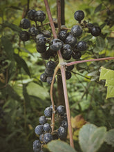 Load image into Gallery viewer, Osceola Muscat Woodland. F/W 2026 natural perfume. aromatic Muscat grape · translucent grape skin · violet · cool orris root · aged mushroom · moss · fallen leaves · humid forest floor · animal warmth
