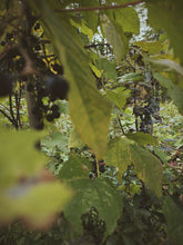 Load image into Gallery viewer, Osceola Muscat Woodland. F/W 2026 natural perfume. aromatic Muscat grape · translucent grape skin · violet · cool orris root · aged mushroom · moss · fallen leaves · humid forest floor · animal warmth