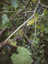 Load image into Gallery viewer, Osceola Muscat Woodland. F/W 2026 natural perfume. aromatic Muscat grape · translucent grape skin · violet · cool orris root · aged mushroom · moss · fallen leaves · humid forest floor · animal warmth