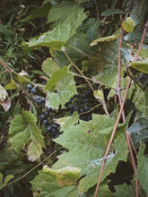 Load image into Gallery viewer, Osceola Muscat Woodland. F/W 2026 natural perfume. aromatic Muscat grape · translucent grape skin · violet · cool orris root · aged mushroom · moss · fallen leaves · humid forest floor · animal warmth
