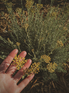 Helichrysum Soliflore. natural perfume. single note Helichrysum perfume with in house helichrysum extracts. July 2024