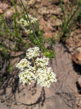 Load image into Gallery viewer, California Buckwheat Seeds, Wild, De Luz. Open pollinated Eriogonum fasciculatum. Grow your own wild wheat-free soba noodles!