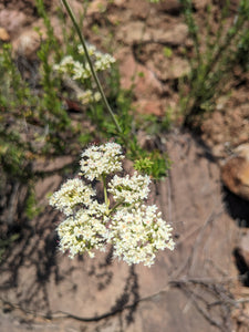 California Buckwheat Seeds, Wild, De Luz. Open pollinated Eriogonum fasciculatum. Grow your own wild wheat-free soba noodles!