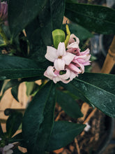 Load image into Gallery viewer, Daphne Enfleurage. 2025