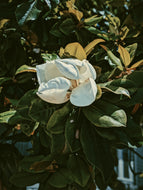 Southern Magnolia Soliflore. natural perfume. single note Magnolia grandiflora perfume with rare and in house extracts. Notes of rainwater, lemon blossom, linden blossom. June 2025