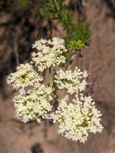 Load image into Gallery viewer, California Buckwheat Seeds, Wild, De Luz. Open pollinated Eriogonum fasciculatum. Grow your own wild wheat-free soba noodles!