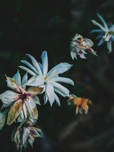 Gemini ♊︎ natural perfume. twin jasmine, neroli, palo santo, mandarin. August 2024