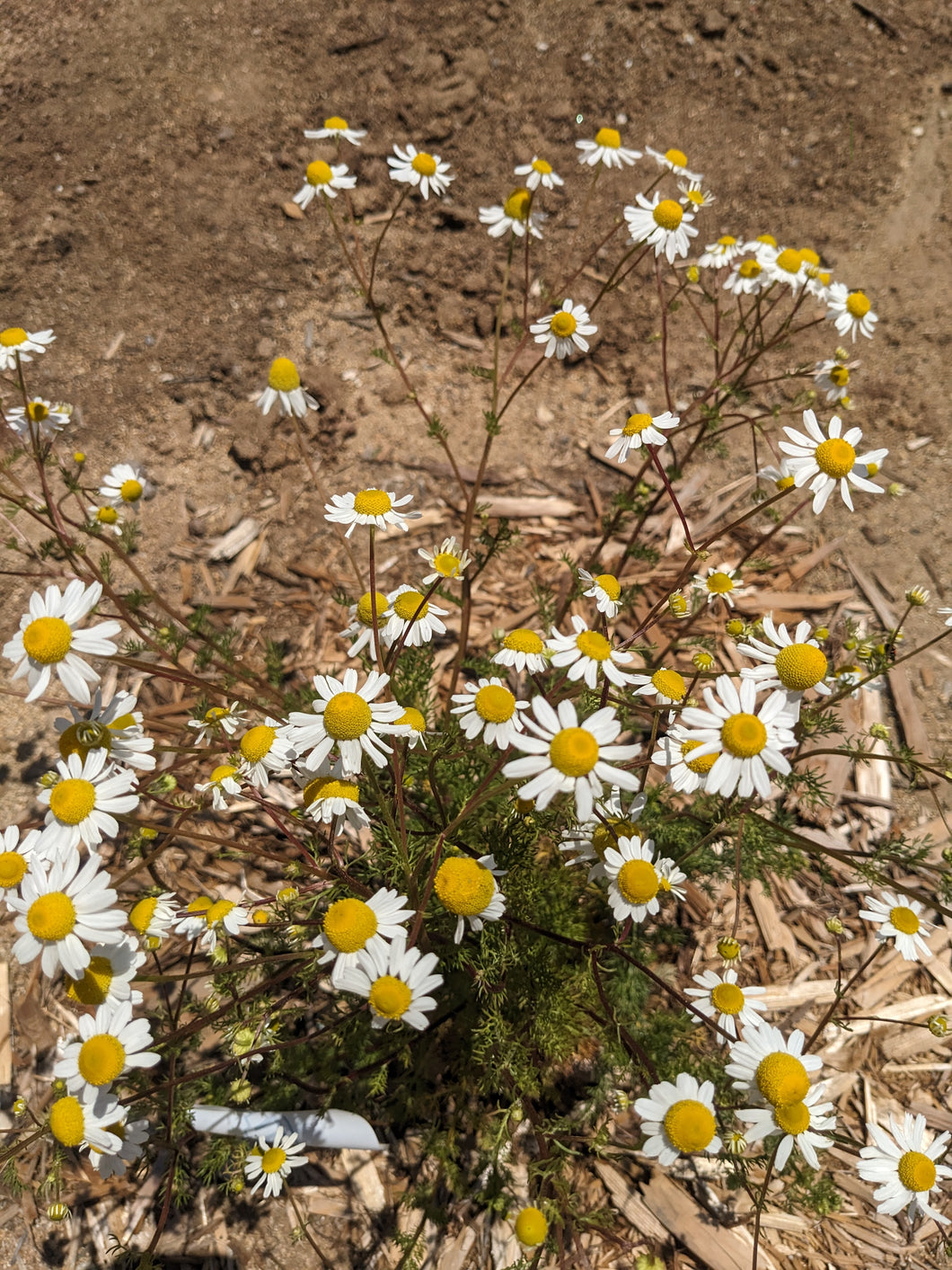 plant the seed synonym German Chamomile Seeds, Wild Veil Perfume Gardens, De Luz. Open pollinated Matricaria chamomilla (synonym: Matricaria recutita)