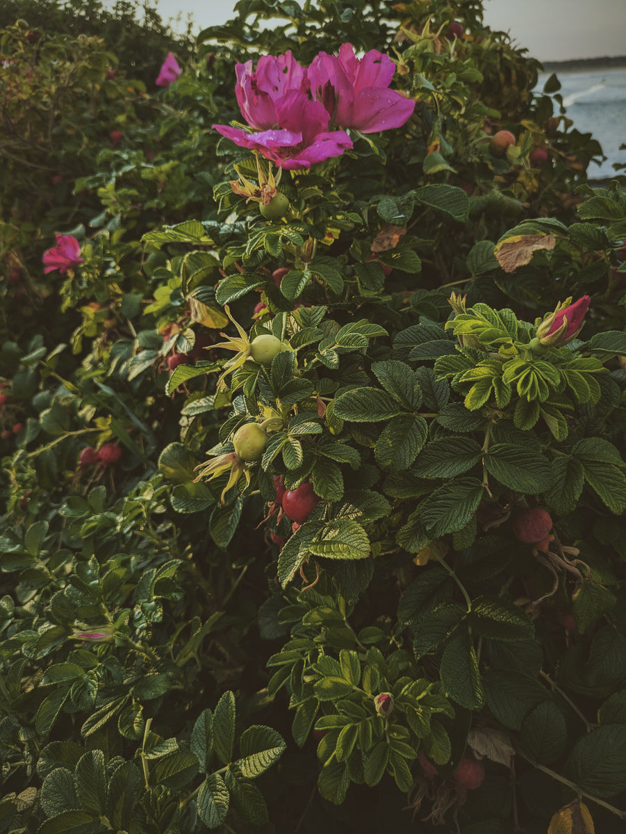 Pacific Islands Roses Island Roses. natural perfume. Maine Beach Roses (Rosa rugosa, Japanes ...
