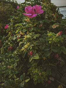 Flowering Rosa rugosa bush with pink flowers and green leaves near the Maine ocean.