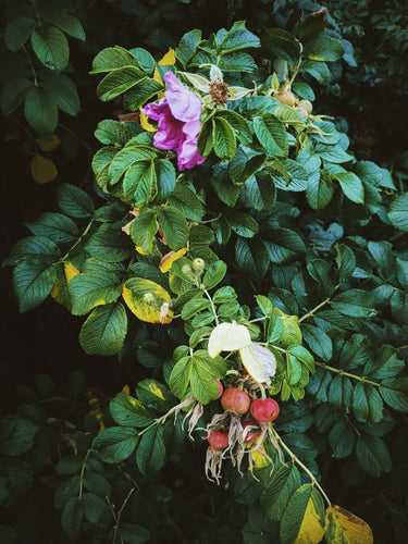 Floral and fruiting plant with a purple flower and red fruits amidst green leaves.