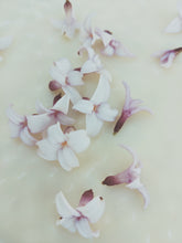 Load image into Gallery viewer, Daphne Enfleurage. 2025