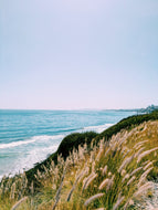 The Bluffs. natural perfume. minty, sweetgrass coastal scent. June 2025