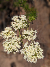 Load image into Gallery viewer, California Buckwheat Seeds, Wild, De Luz. Open pollinated Eriogonum fasciculatum. Grow your own wild wheat-free soba noodles!