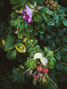 Floral and fruit-bearing plant with pink flower, green leaves, and red fruits.