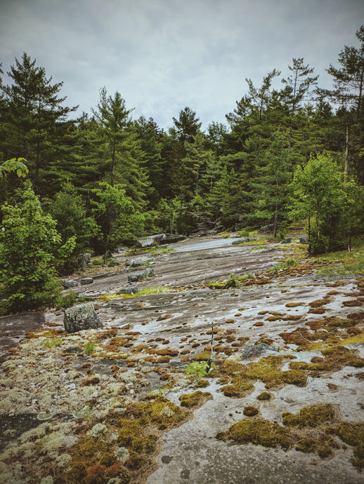 Fall Woods + Resin Discovery Bundle. Deep Forest, Witch, Blood Moon. 30% off regular sample price. Limited to 50 bundles.