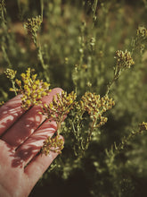 Load image into Gallery viewer, Helichrysum Soliflore. natural perfume. single note Helichrysum perfume with in house helichrysum extracts. July 2024