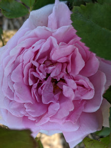 Damask Rose Enfleurage.