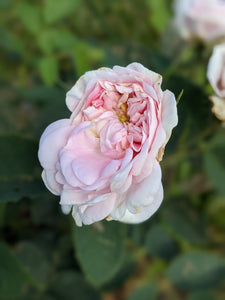 Alba Rose Enfleurage.