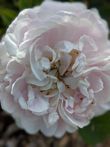 Alba Rose Enfleurage.