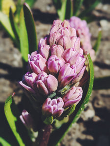 Hyacinth Enfleurage.
