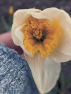 Papyrus Flower Enfleurage Extrait. Organic paperwhite narcissus perfume.