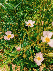 Musk Rose Enfleurage. Scent is of white wines from the Languedoc region, with a dry, tangy, and briny profile like sun-baked sand bearing the impression of dried sea foam. June 2024