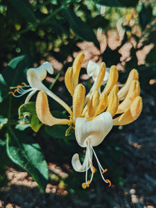 Honeysuckle Enfleurage. 2025