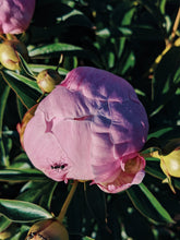 Load image into Gallery viewer, Peony Enfleurage July 2019, Central Vermont. Aged.