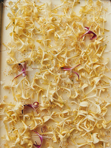 Honeysuckle Enfleurage. 2025